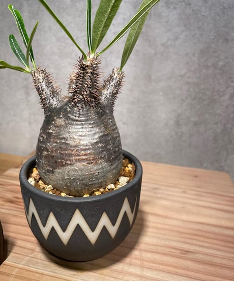 パキポディウム グラキリス　Pachypodium gracilius 　発根済　(商品番号gk-29valiem)  VALIEM 　BOWL　sizeS　(VALIEM巾着、タグ付き)