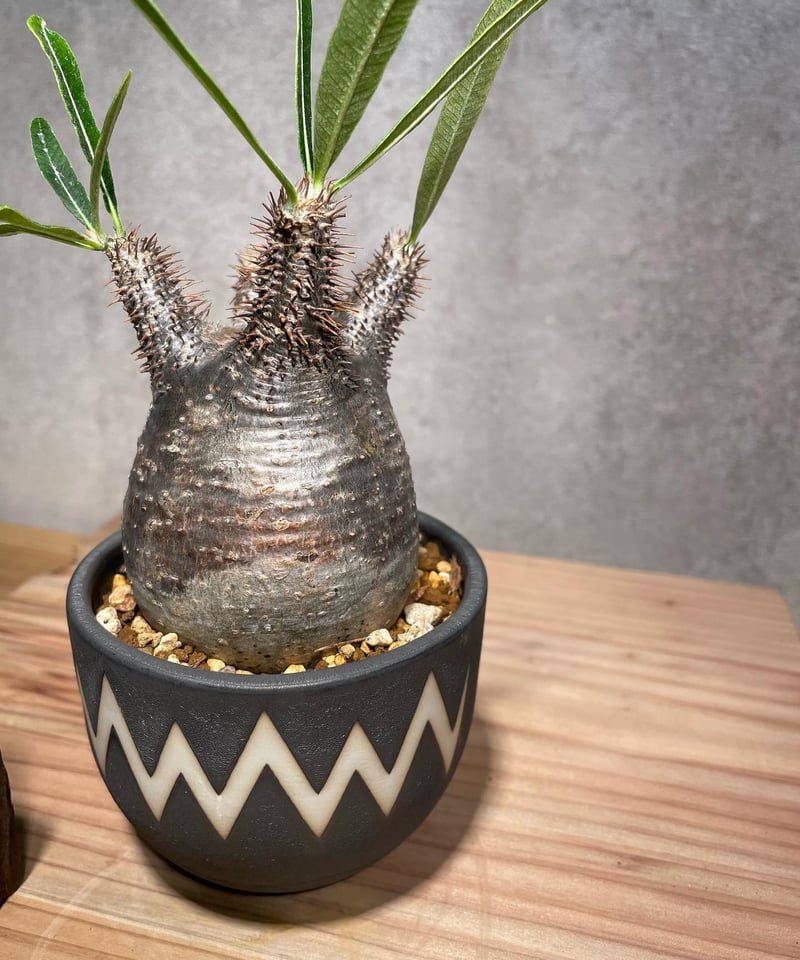 パキポディウム グラキリス Pachypodium gracilius 発根済 (商品 パキポディウム グラキリス Pachypodium gracilius 発根済 (商品