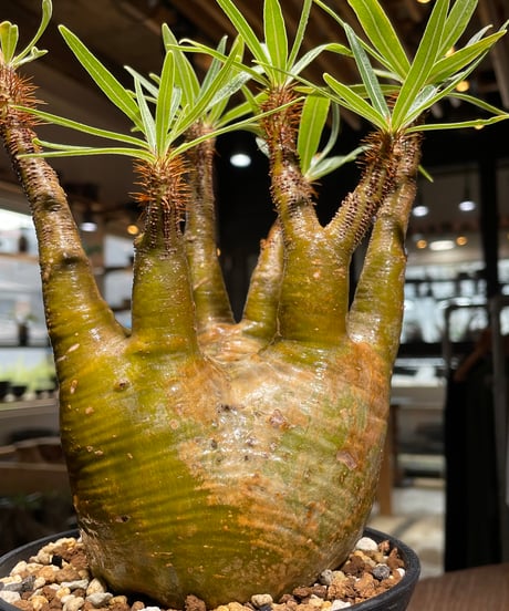 パキポディウム グラキリス　Pachypodium gracilius 　発根済　(gk-473)