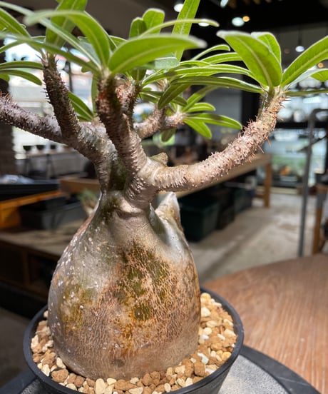 パキポディウム グラキリス　Pachypodium gracilius 　発根済　(gk-493）