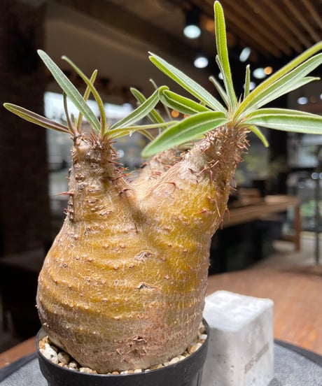 パキポディウム グラキリス　Pachypodium gracilius 　発根済　(gk-460)