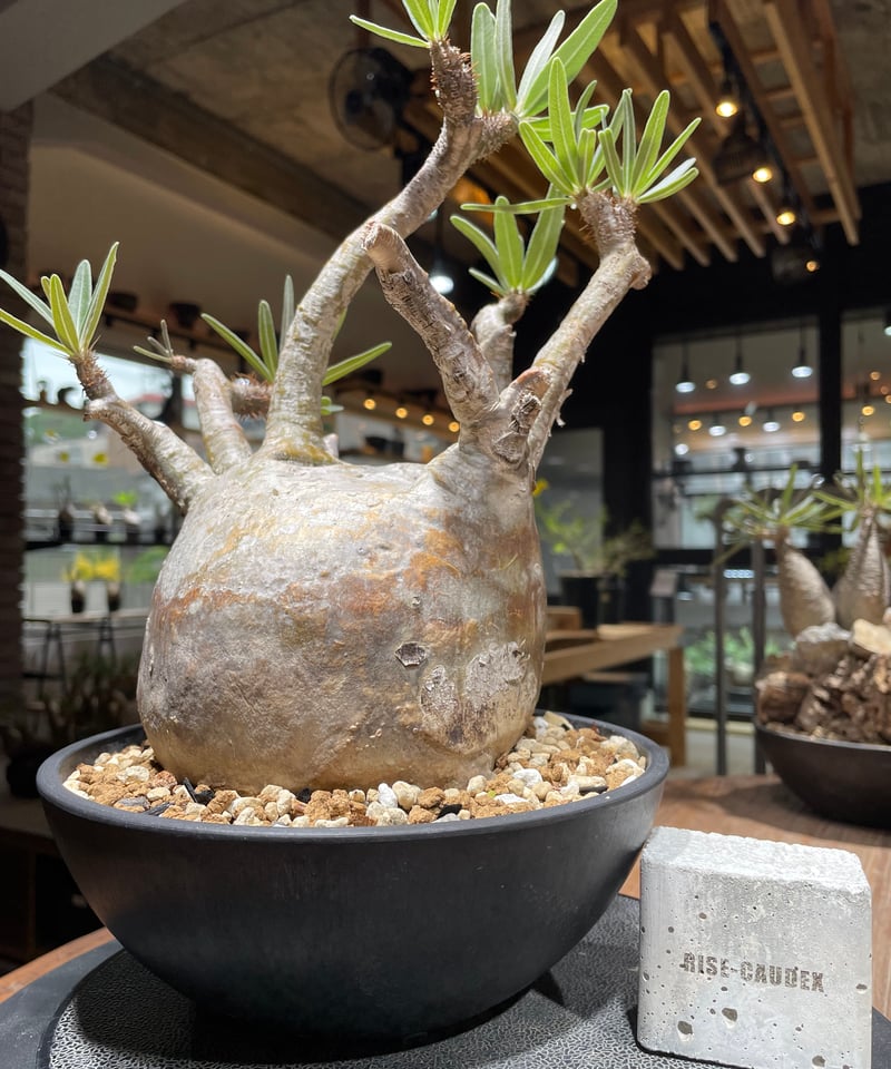 パキポディウム グラキリス Pachypodium gracilius ③ パキポディウム グラキリス Pachypodium gracilius 発根済 (gk-34