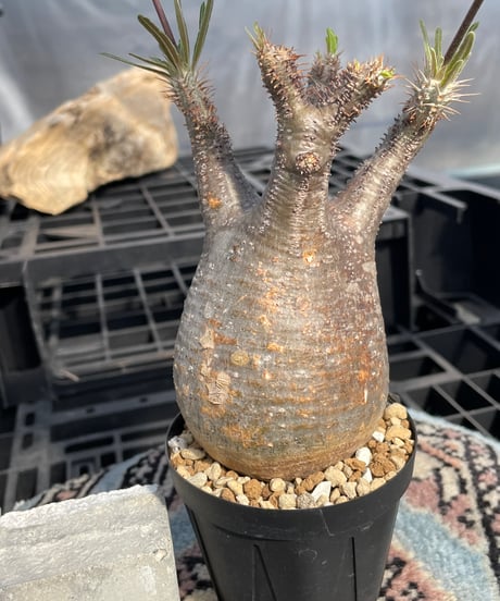 パキポディウム グラキリス　Pachypodium gracilius 　発根済　(gk-423)