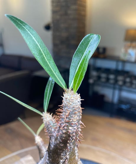 パキポディウム グラキリス　Pachypodium gracilius 　発根済　(商品番号gk-178)