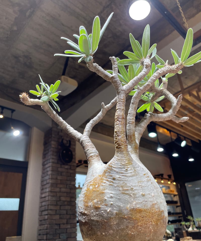 GIRUVI Pachypodium Gracilius グラキリス GIRUVI Pachypodium