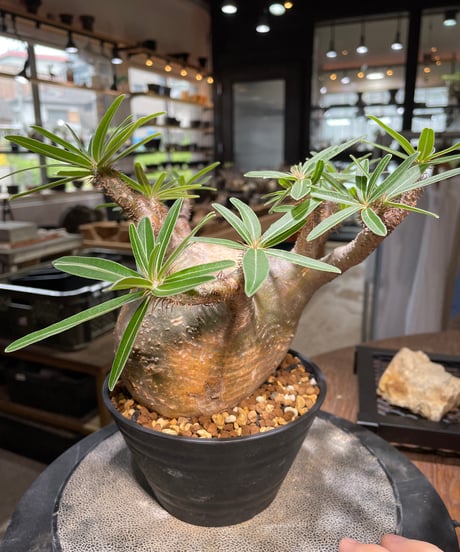 パキポディウム グラキリス　Pachypodium gracilius 　発根済　(gk-494）