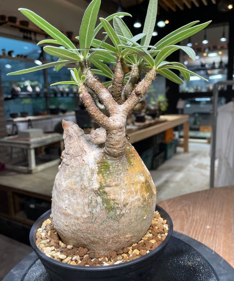 パキポディウム グラキリス　Pachypodium gracilius 　発根済　(gk-314)