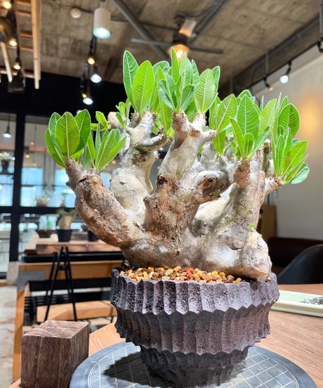 武倫柱　発根済み　100cm 武倫柱 発根済み 100cm 四国化成 | 錠金具 門柱・ポスト用【2024