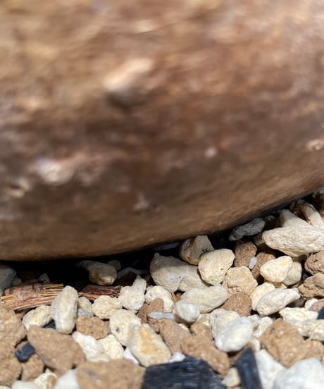 パキポディウム グラキリス　Pachypodium gracilius 　発根済　(gk-479)