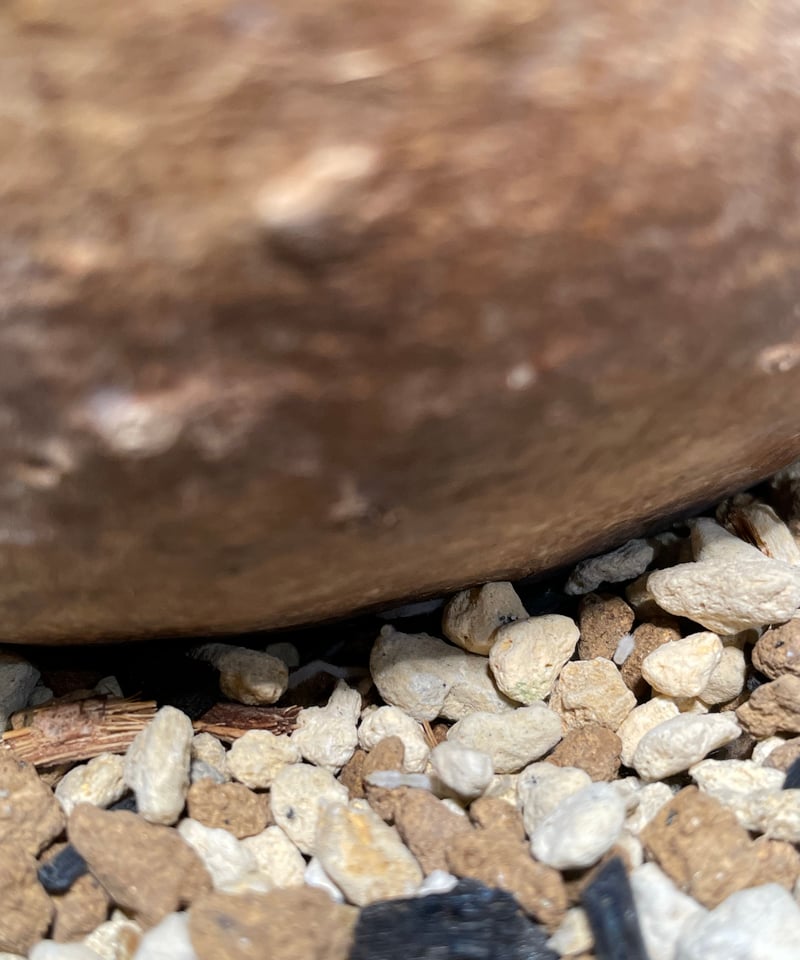 パキポディウム グラキリス Pachypodium gracilius 発根済 (gk-47