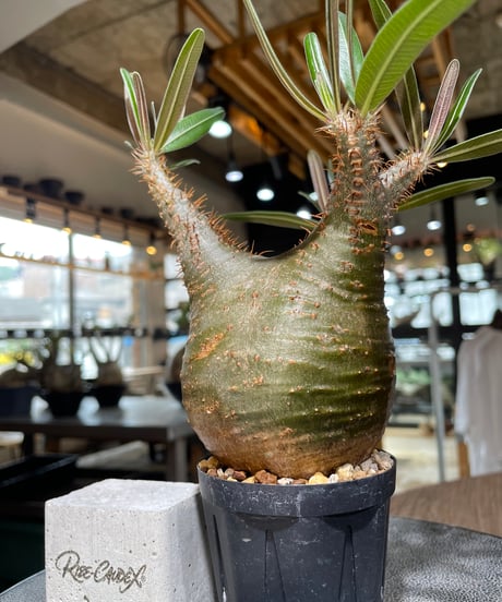 パキポディウム グラキリス　Pachypodium gracilius 　発根済　(gk-555)
