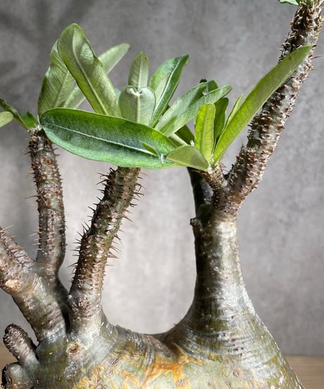 パキポディウム グラキリス　Pachypodium gracilius 　発根済　(商品番号gk-88)