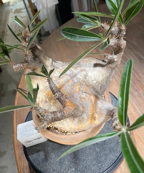 パキポディウム グラキリス　Pachypodium gracilius 　発根済　(gk-561)鉢：姫野翔太