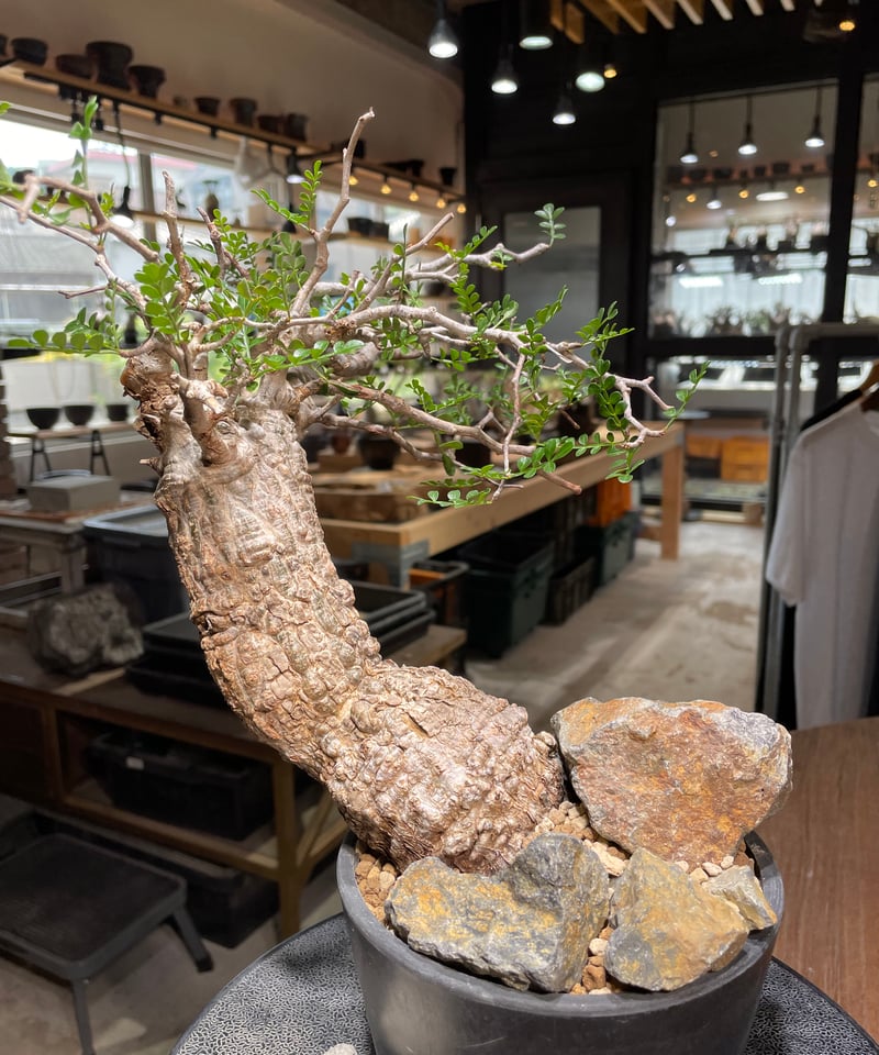 オペルクリカリア パキプス／Operculicarya pachypus 発根済