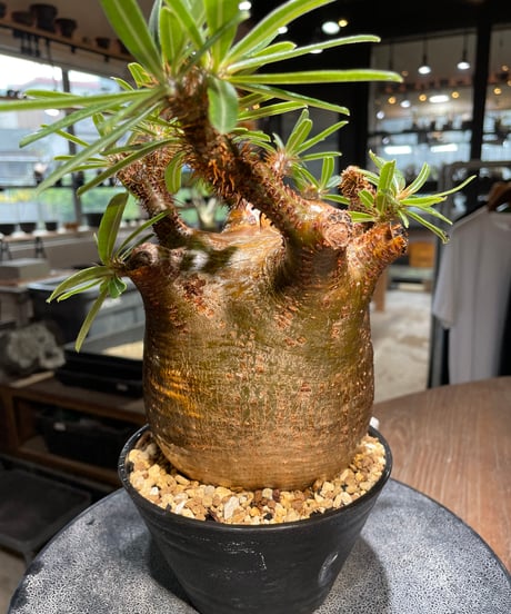 パキポディウム グラキリス　Pachypodium gracilius 　発根済　(gk-411)