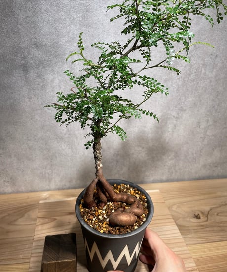 オペルクリカリア パキプス／Operculicarya pachypus　実生５年株　発根済　(商品番号PP-49valiem) VALIEM 　WARP　sizeL　(VALIEMタグ付き)