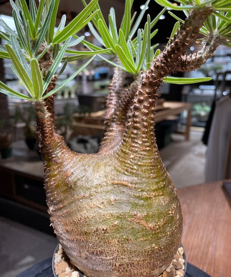 パキポディウム グラキリス　Pachypodium gracilius 　発根済　(gk-467)