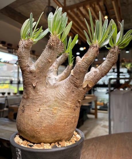 パキポディウム イノピナツム　Pachypodium inopinatum 　発根済　(pi-101)