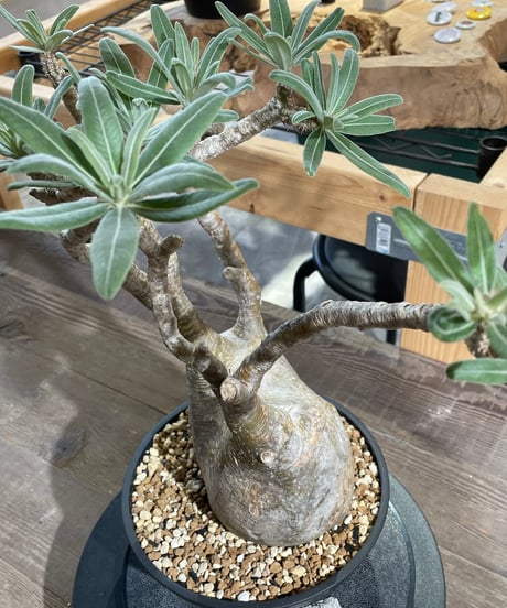 パキポディウム グラキリス　Pachypodium gracilius 　発根済　(gk-428)