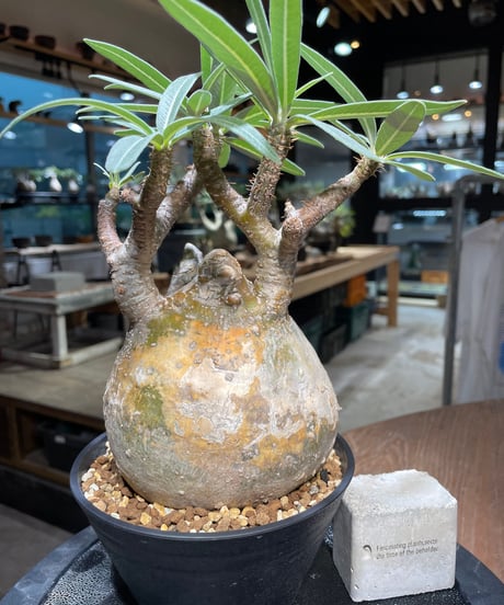 パキポディウム グラキリス　Pachypodium gracilius 　発根済　(gk-314)