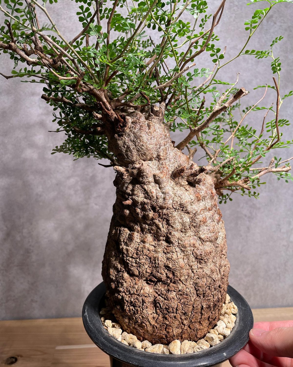 値下げ可能オペルクリカリア パキプスOperculicarya pachypus オペルクリカリア パキプス／Operculicarya pachypus 発根済 (商品番号P