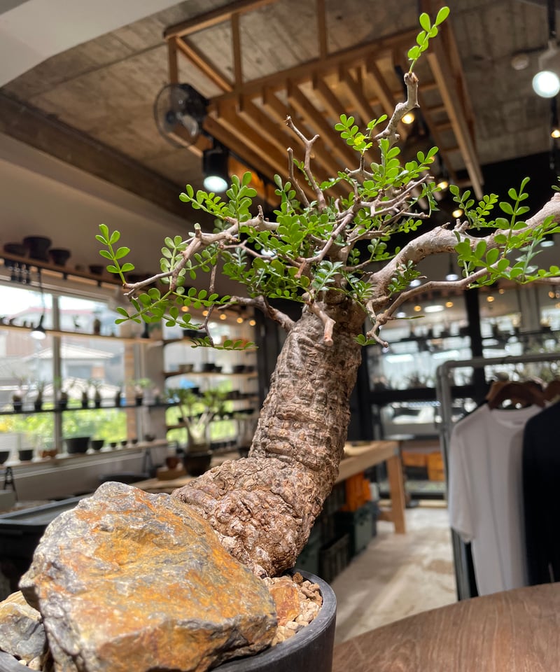 【盆栽風良型】オペルクリカリア・パキプス28 楽天市場】☆特価☆コーデックス：オペルクリカリア パキプス 発