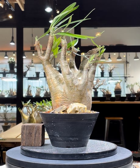 CATEGORY Pachypodium gracilius(パキポディウム グラキリス) |