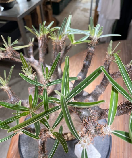 パキポディウム グラキリス　Pachypodium gracilius 　発根済　(gk-562)