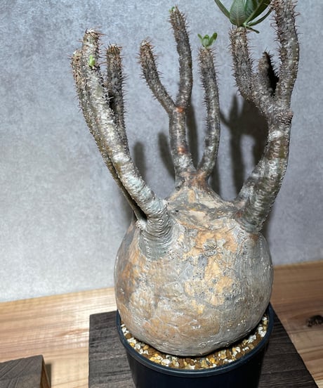 パキポディウム グラキリス　Pachypodium gracilius 　発根済　(商品番号gk-14)