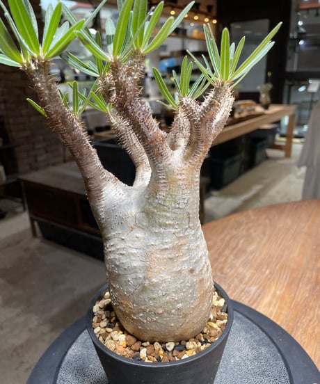 パキポディウム グラキリス　Pachypodium gracilius 　発根済　(gk-452）