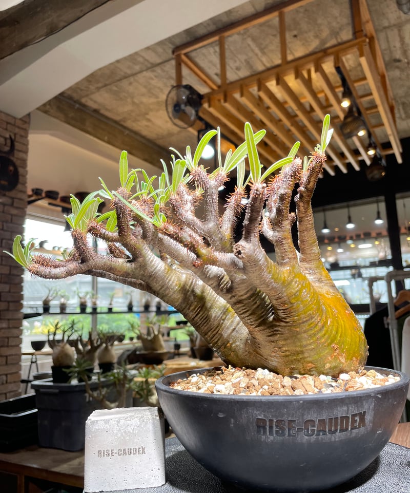 パキポディウム グラキリス　発根済み 発根済】【現地球】パキポディウム グラキリス | BRIDGE GARDEN