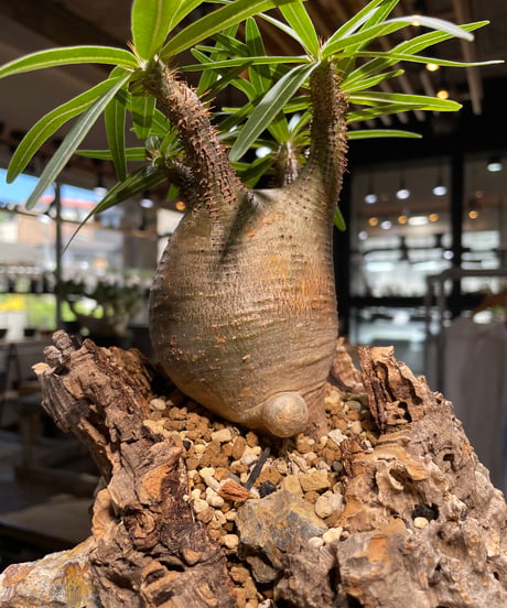 パキポディウム グラキリス　Pachypodium gracilius 　発根済　(gk-499）