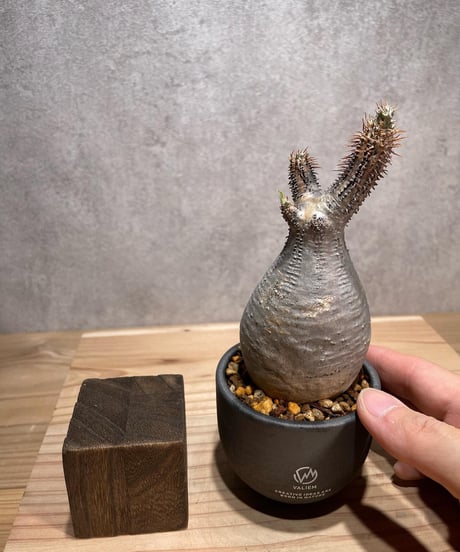 パキポディウム グラキリス　Pachypodium gracilius 　発根済　(商品番号gk-68valiem)  VALIEM 　(VALIEMタグ付き)
