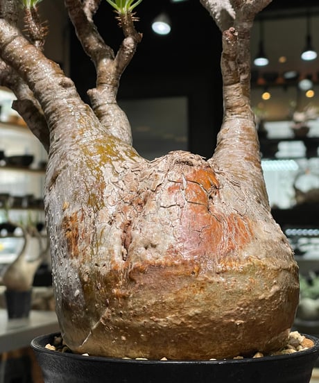 パキポディウム グラキリス　Pachypodium gracilius 　発根済　(gk-560)