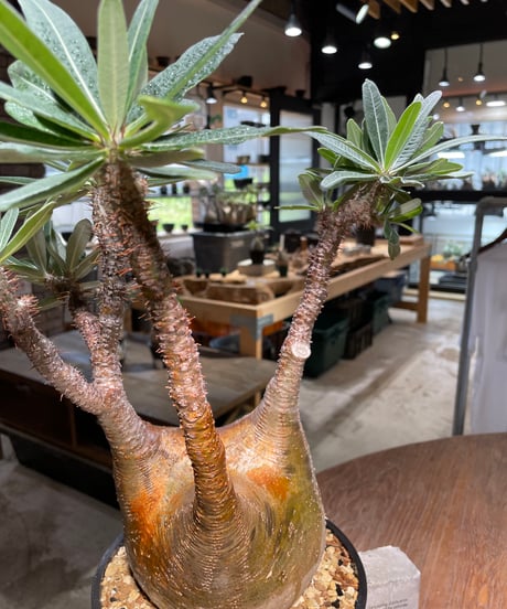 パキポディウム グラキリス　Pachypodium gracilius 　発根済　(gk-485)