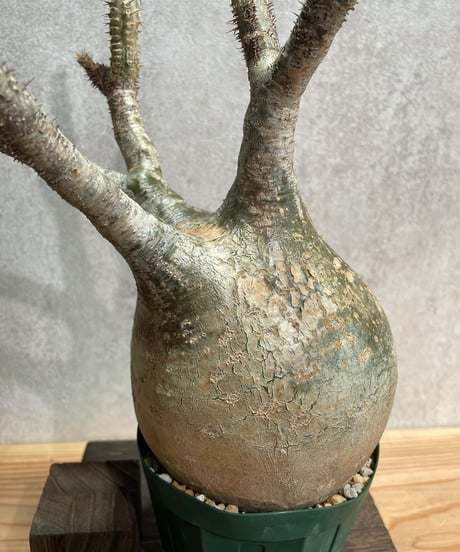 パキポディウム グラキリス　Pachypodium gracilius 　発根済(塊根幅13ｃｍ)　(商品番号gk-20)