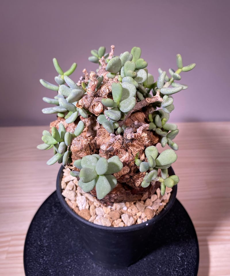 ケラリア ピグマエア/Ceraria pygmaea 発根済 (商品番号pm-5 ケラリア ピグマエア/Ceraria pygmaea 発根済 (商品番号pm-5