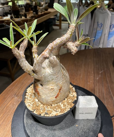 パキポディウム グラキリス　Pachypodium gracilius 　発根済　(gk-440）