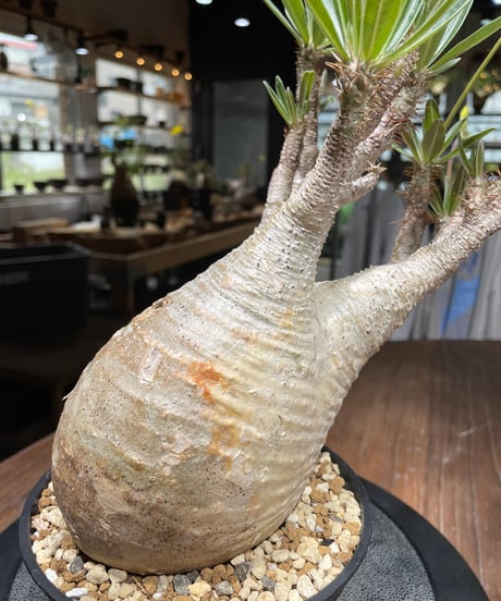 パキポディウム グラキリス　Pachypodium gracilius 　発根済　(gk-443）