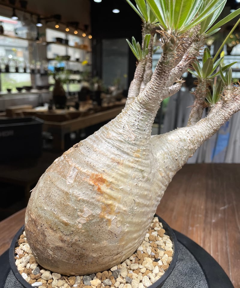 パキポディウム グラキリス Pachypodium gracilius 発根済 (gk-44