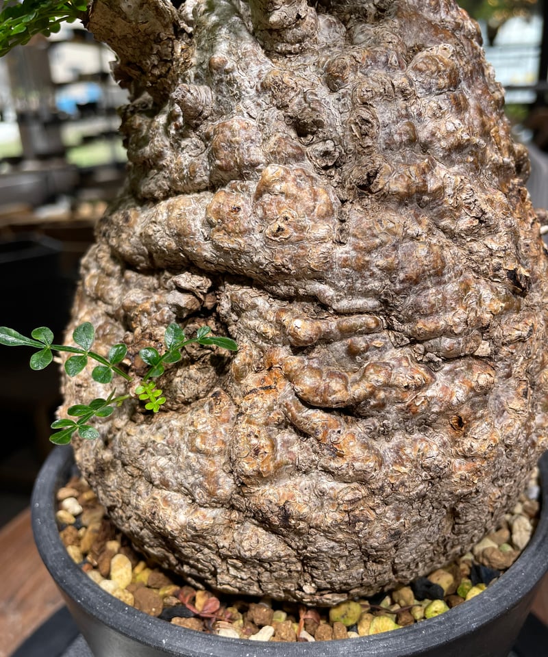 オペルクリカリア パキプス／Operculicarya pachypus 発根済 (商品番号P