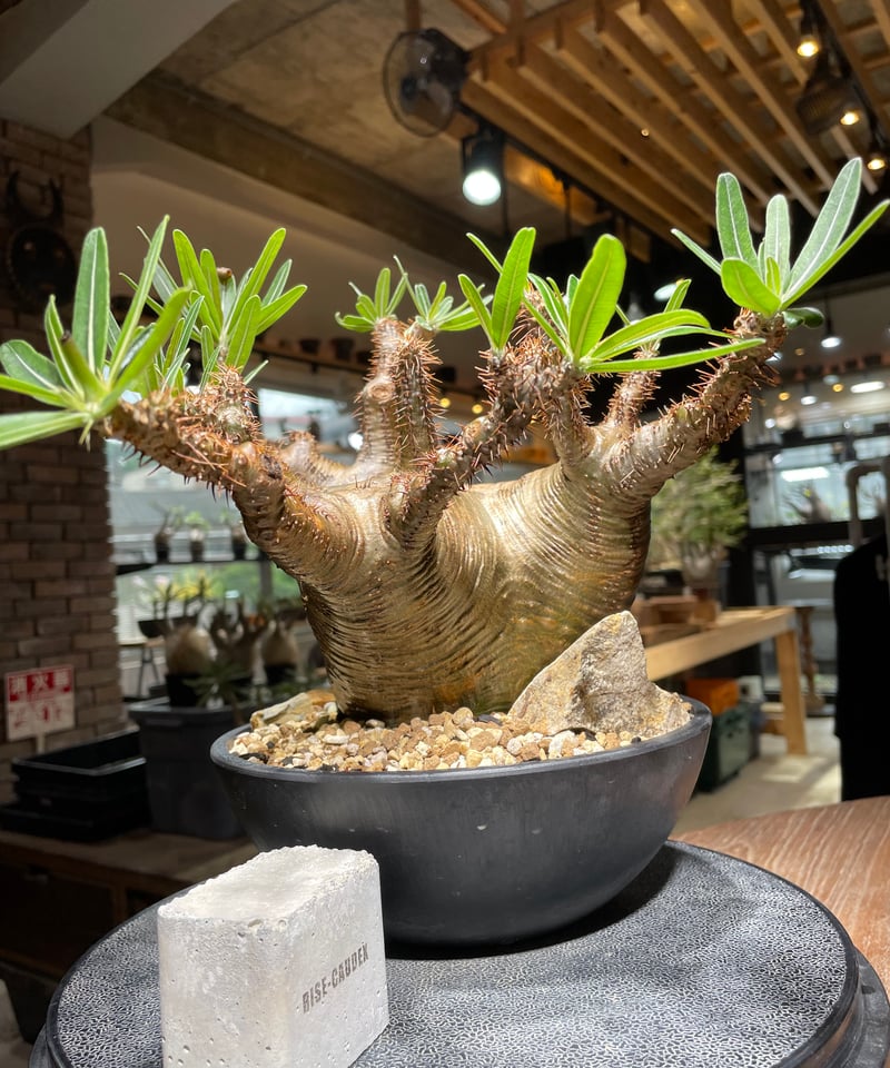 王道チビグラ パキポディウム グラキリス 発根済 王道チビグラ