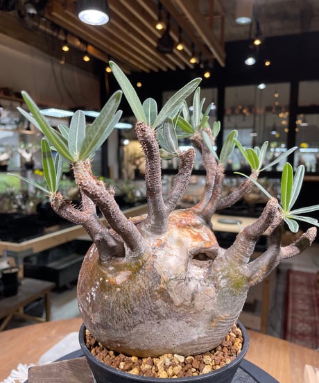 パキポディウム グラキリス　Pachypodium gracilius 　発根済　(gk-247)