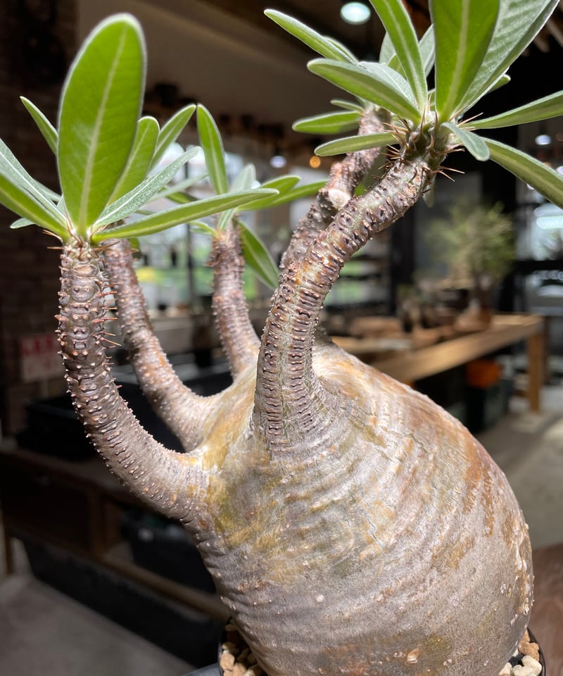 パキポディウム グラキリス Pachypodium gracilius 発根済 (gk-52