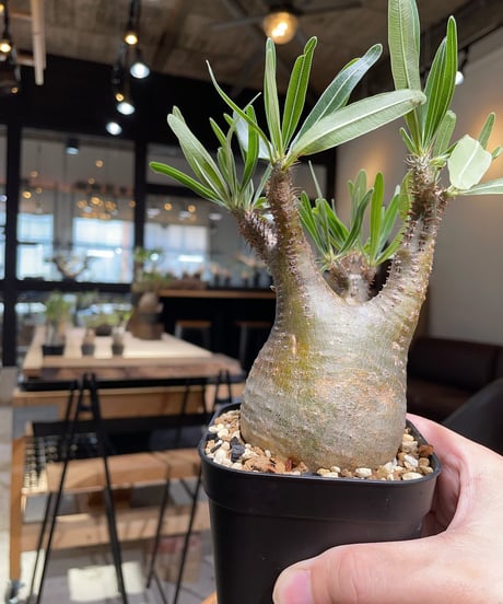 パキポディウム グラキリス　Pachypodium gracilius 　発根済　(gk-383)