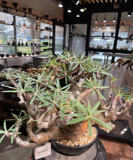 パキポディウム グラキリス　Pachypodium gracilius 　発根済　(gk-496）