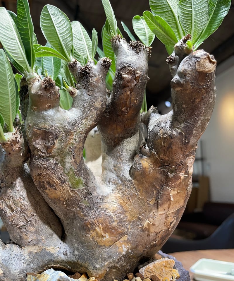 パキポディウム デンシフローラム 発根済 (ds-001km) 鉢