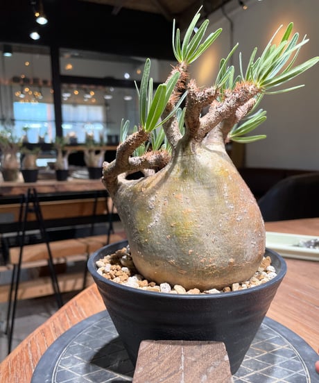 パキポディウム グラキリス　Pachypodium gracilius 　発根済　(gk-406)