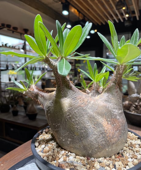 パキポディウム グラキリス　多頭　Pachypodium gracilius 　発根済　(gk-370-2)