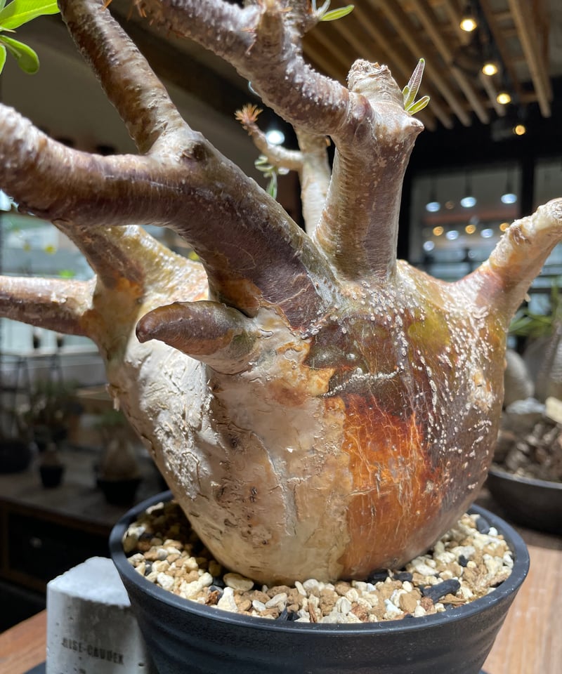 パキポディウム　グラキリス　発根済 綴化 セッカ 】発根済 グラキリス 現地株 BG-129 × S.N.Pot